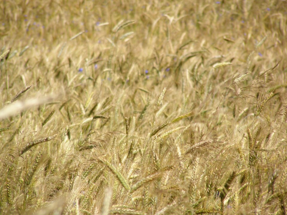 Village field crops fields