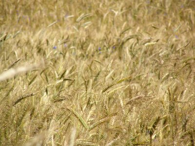 Village field crops fields