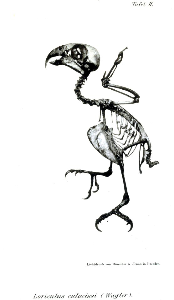 AbbildungenvonV1Meye 0095b