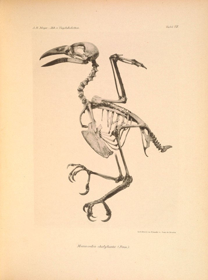 AbbildungenvonV1Meye 0107