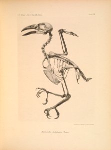 AbbildungenvonV1Meye 0107