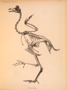 AbbildungenvonV1Meye 0117