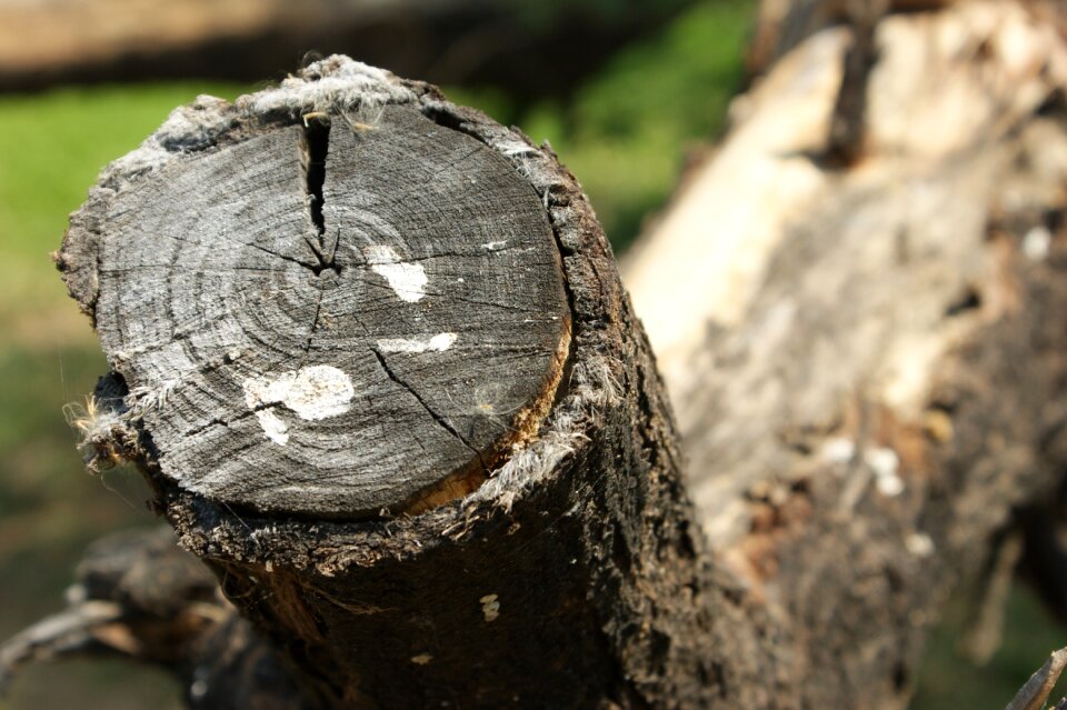 Nature outdoors log