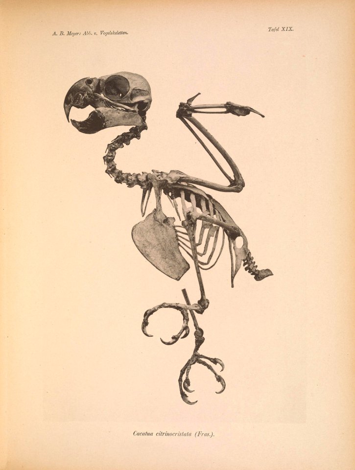 AbbildungenvonV1Meye 0133