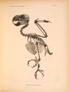 AbbildungenvonV1Meye 0133