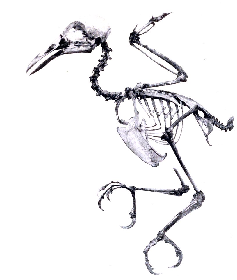 AbbildungenvonV1Meye 0103b