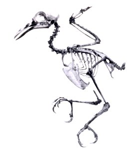AbbildungenvonV1Meye 0103b