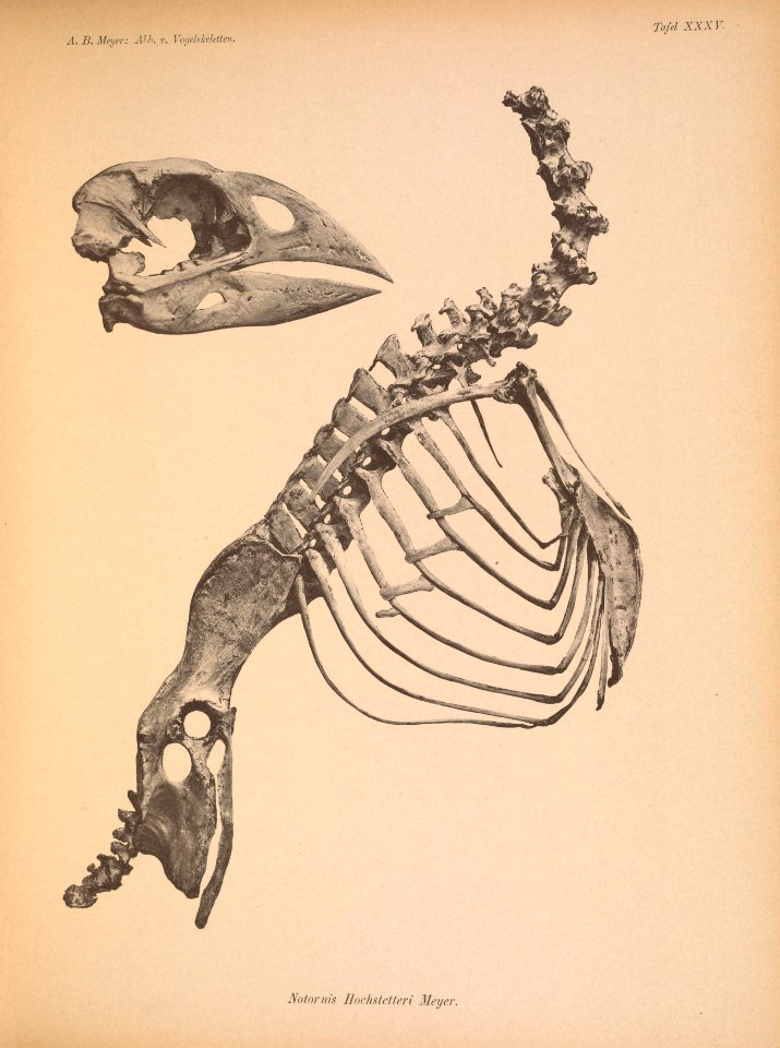 AbbildungenvonV1Meye 0165 Notornis hochstetteri