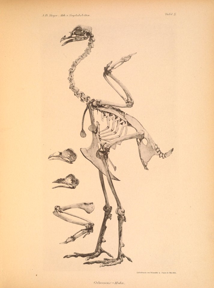 AbbildungenvonV1Meye 0115