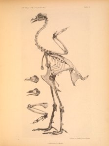AbbildungenvonV1Meye 0115