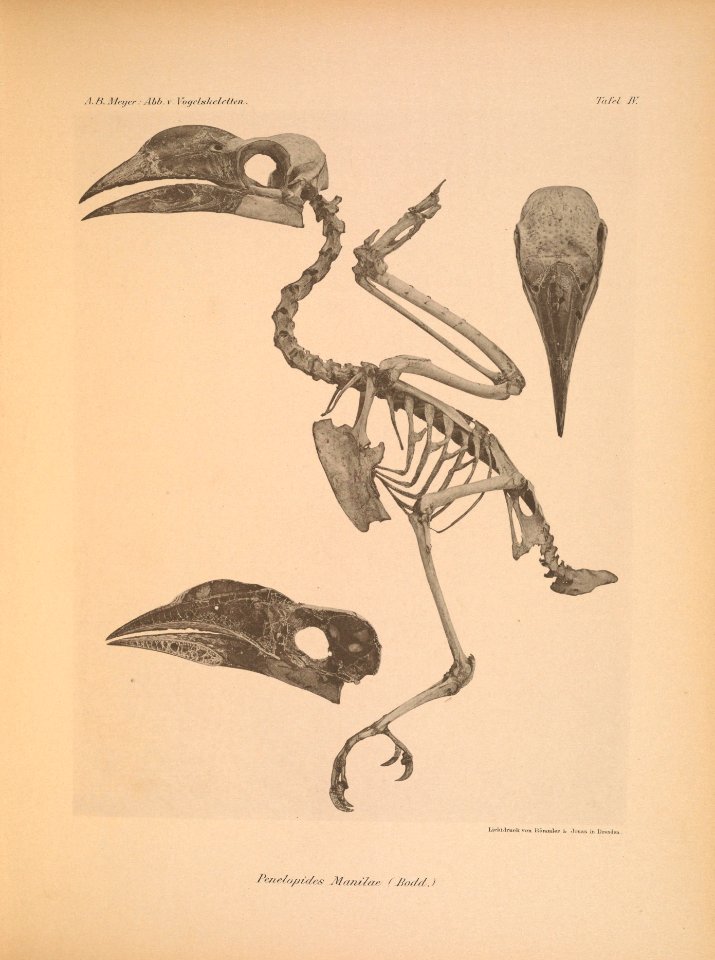 AbbildungenvonV1Meye 0101