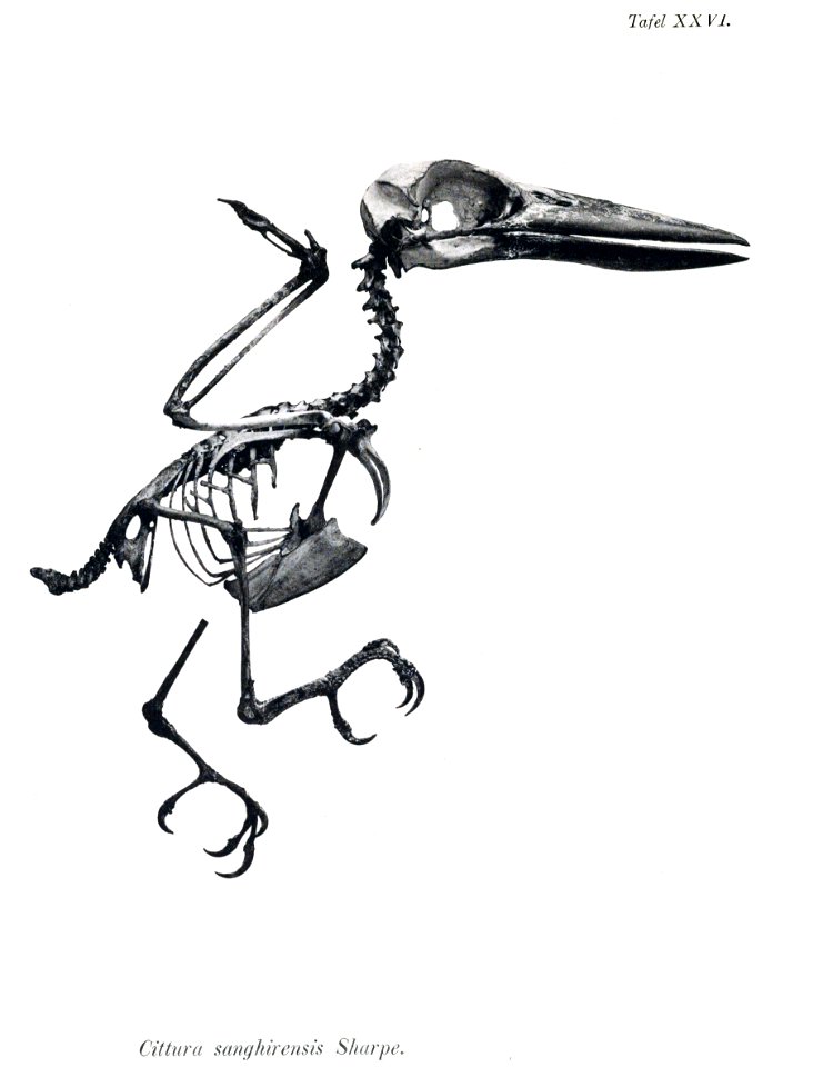 AbbildungenvonV1Meye 0147 Cittura sanghirensis