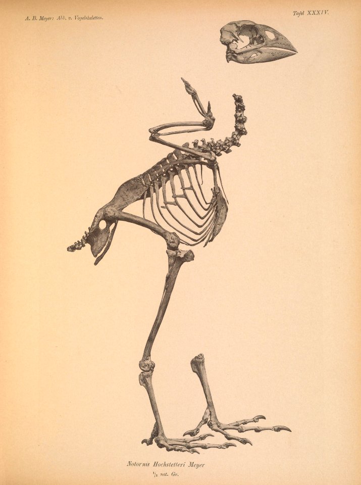 AbbildungenvonV1Meye 0163 Notornis hochstetteri