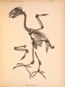 AbbildungenvonV1Meye 0129