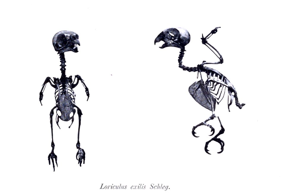 AbbildungenvonV1Meye 0139a