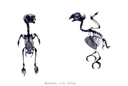 AbbildungenvonV1Meye 0139a