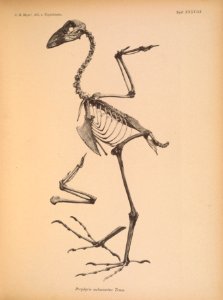 AbbildungenvonV1Meye 0171 Porphyrio melanotus