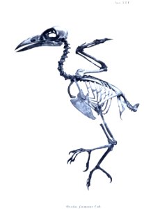 AbbildungenvonV1Meye 0145b