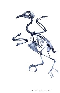 AbbildungenvonV1Meye 0161 Ptilopus speciosus