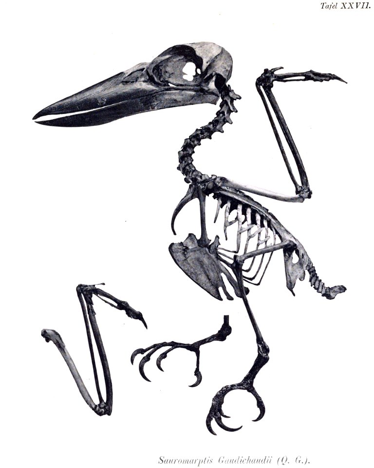 AbbildungenvonV1Meye 0149 Sauromarptis gaudichaudi
