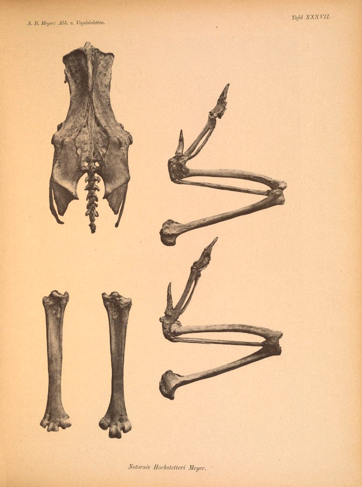 AbbildungenvonV1Meye 0169 Notornis hochstetteri