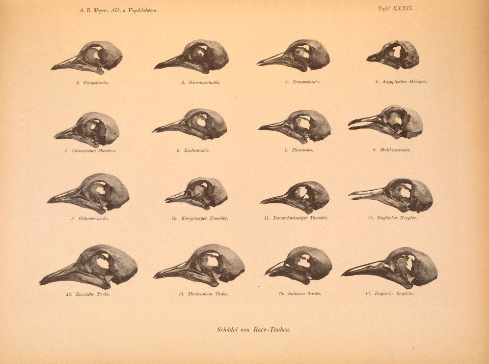 AbbildungenvonV1Meye 0159