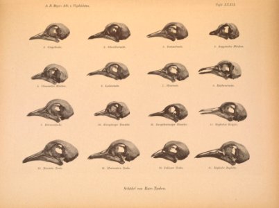 AbbildungenvonV1Meye 0159