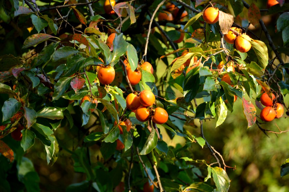 Fruit in autumn dried persimmon