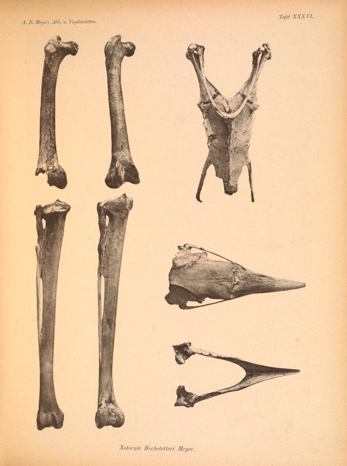 AbbildungenvonV1Meye 0167 Notornis hochstetteri