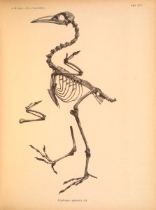 AbbildungenvonV1Meye 0177 Ocydromus sylvestris