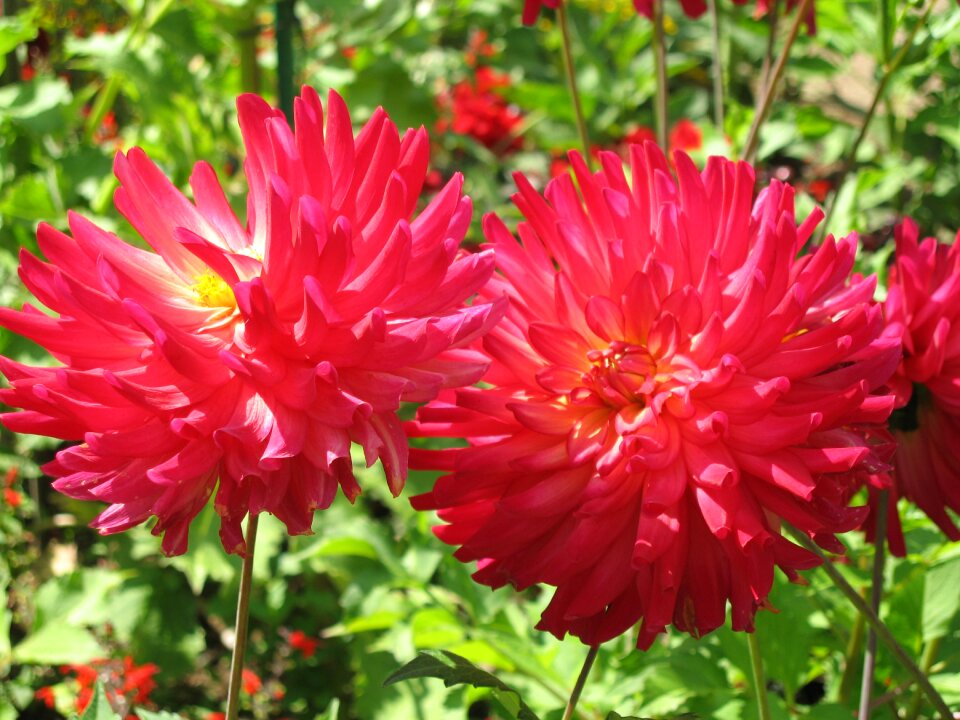 As lien red flower garden