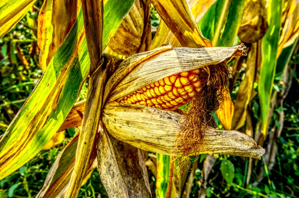 Yellow harvest ripe