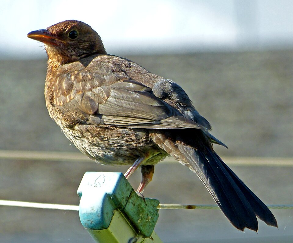 Sperling bird songbird