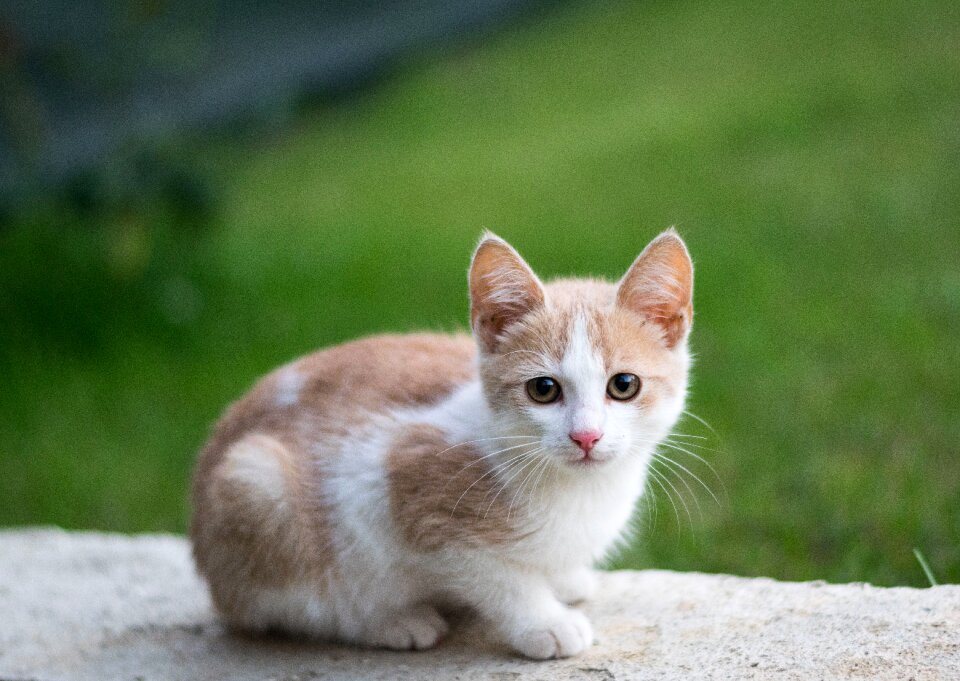 Little cat pet