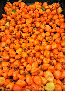 Food peppers ingredient photo