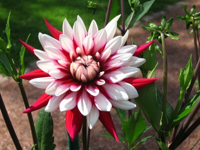 Red white blossom bloom