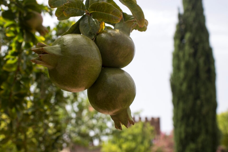 Pomegranate fruit portugal