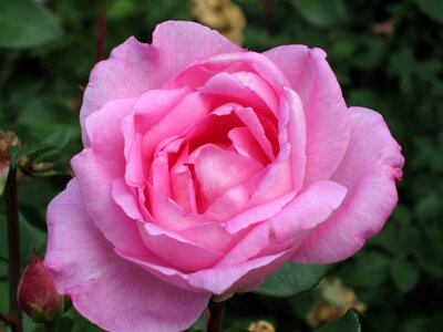 Rose bloom pink pink petals