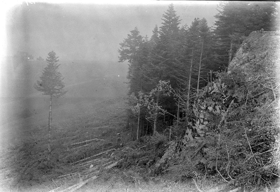 Abgeholzter Wald - CH-BAR - 3237756