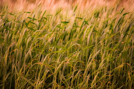 Growth wheat rural photo