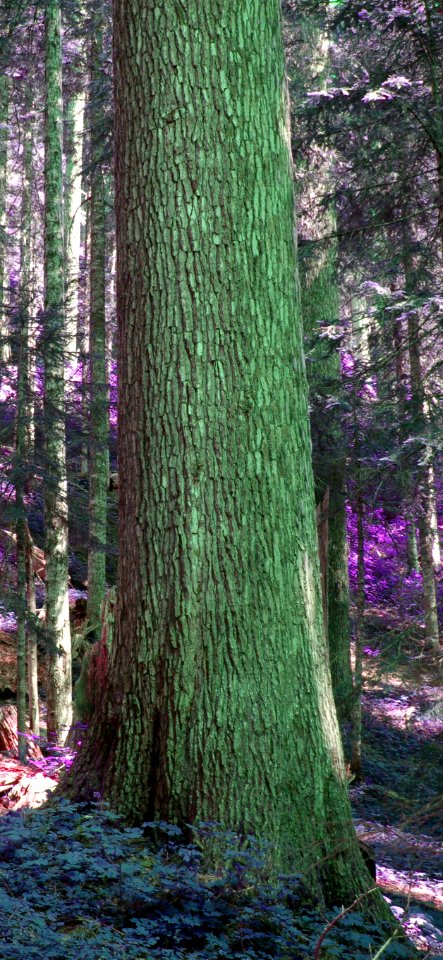 Abies procera Washington