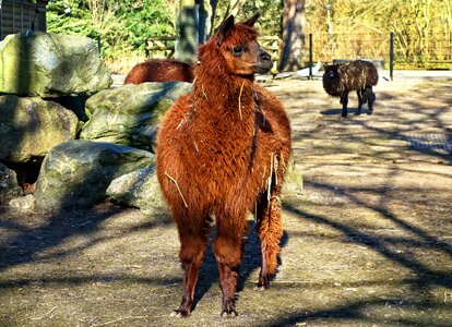 Vicugna pacos tame zoo