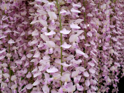 Purple flowering botany