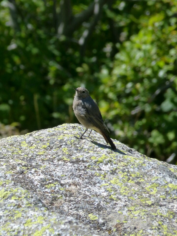 Lookout smoked cotxa phoenicurus ochruros