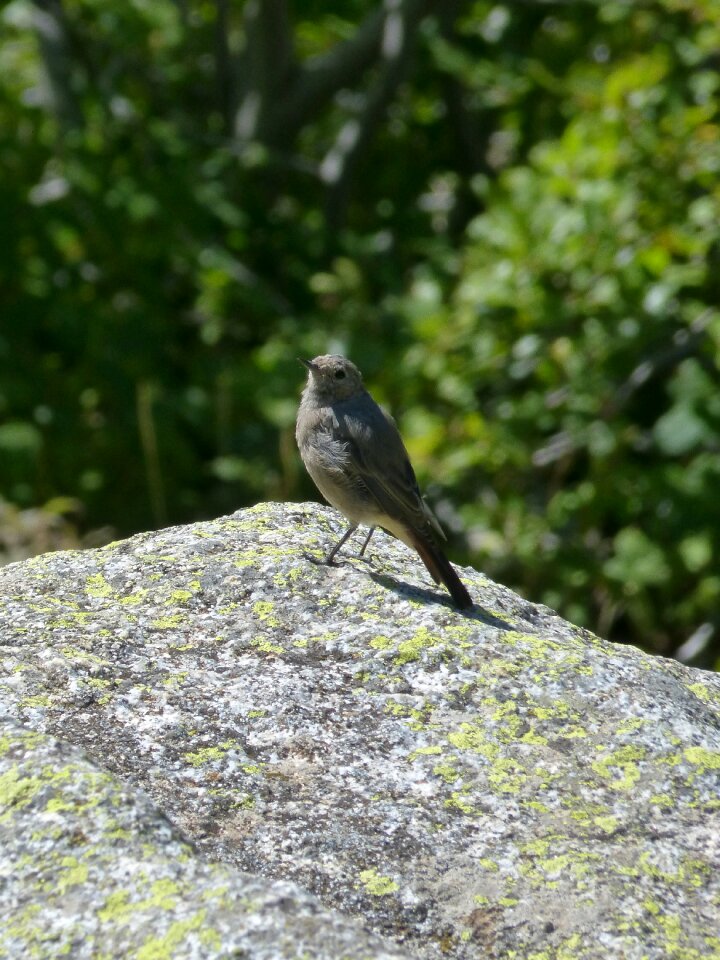 Lookout smoked cotxa phoenicurus ochruros photo