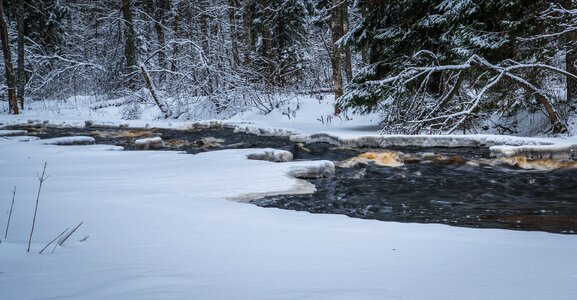 Ice forest trees photo