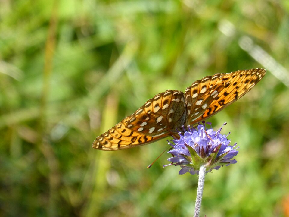 Translucent damero knapweed megascolia maculata