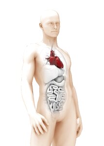 3d model organ thick