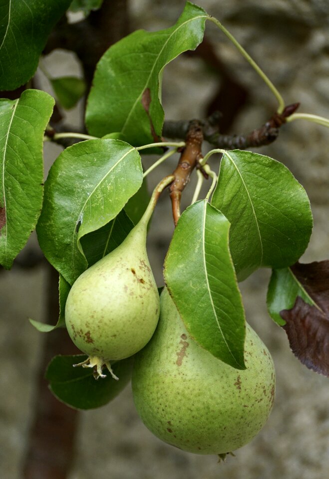 Fruits vitamins nature