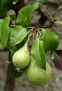 Fruits vitamins nature